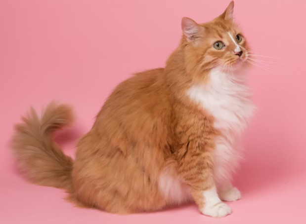 Josera katei – kokybiškas pasirinkimas jūsų augintinio sveikatai